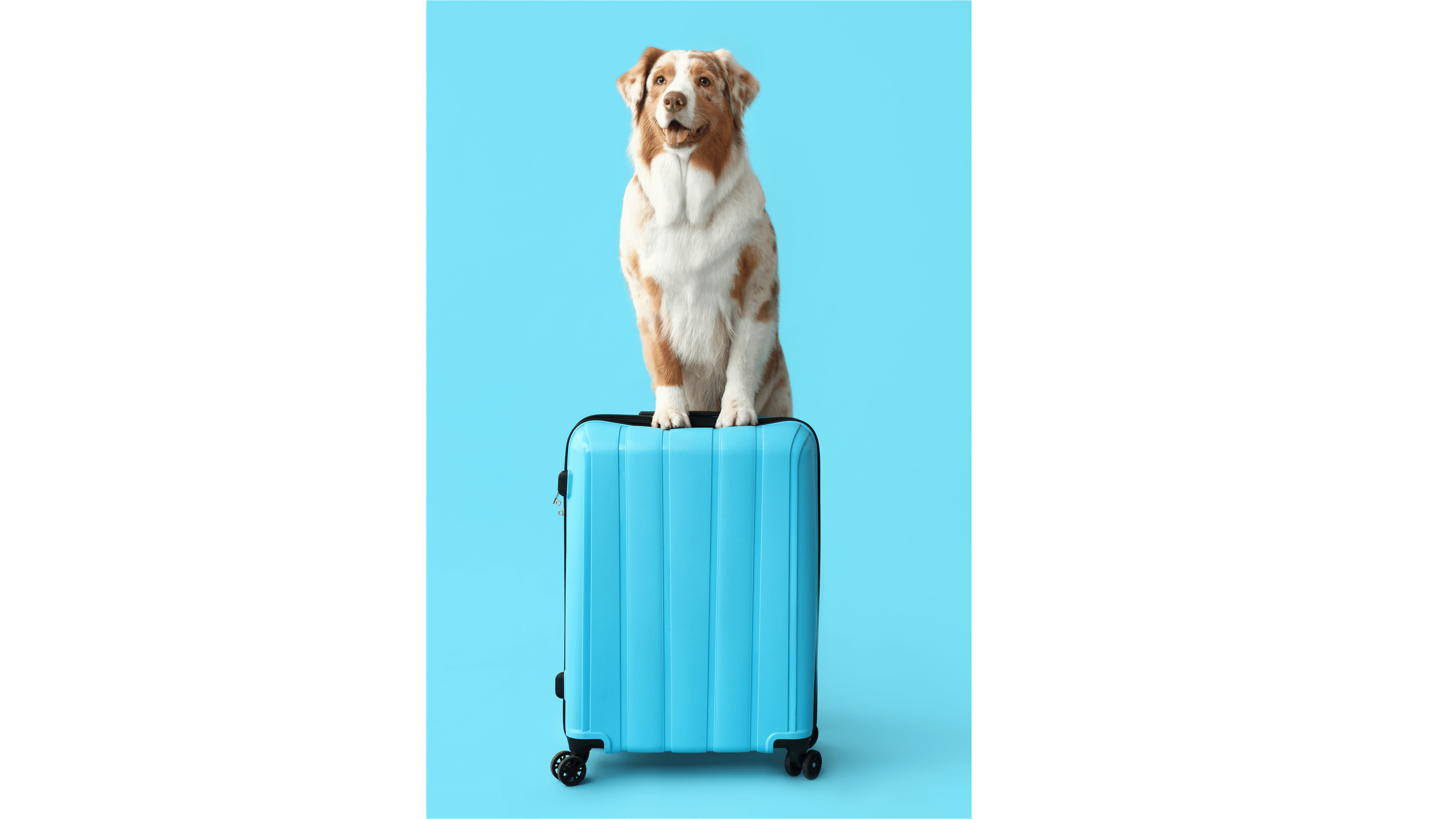 Perro listo para viajar junto a una valija turquesa