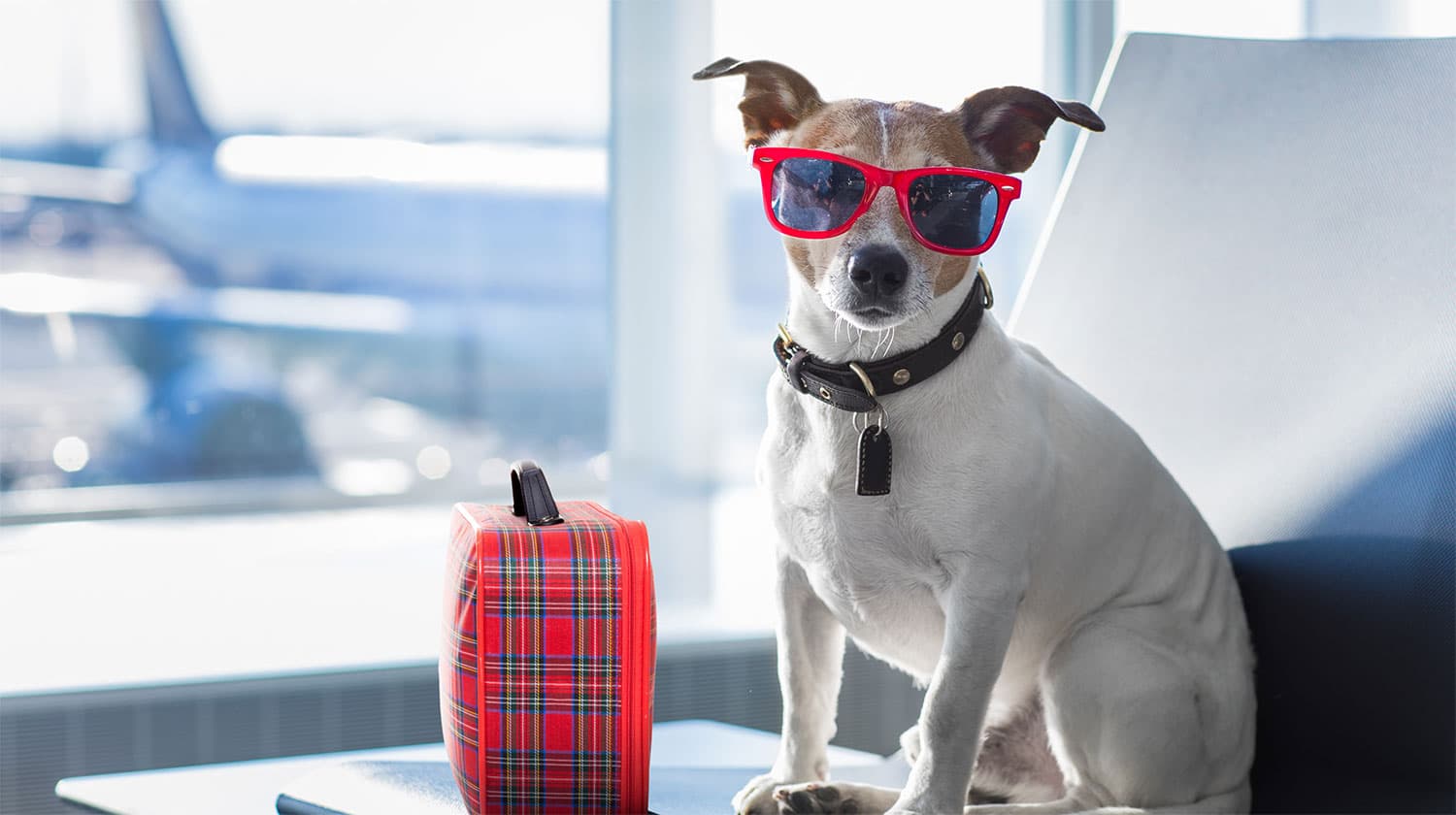 Perro de apoyo emocional con anteojos junto a su valija en el aeropuerto